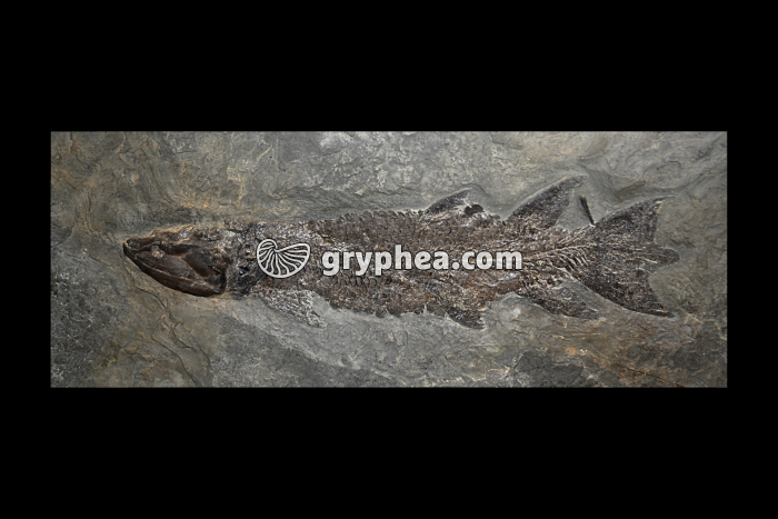 Eusthenopteron foordi (Dévonien supérieur, -360 Ma) - gryphea.org